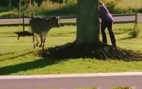 Who Said Cows Can't Be Pets? - Animals - VIDEOTIME.COM