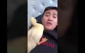 Duck Thinks Man's Mouth Is Where Food Comes From - Animals - VIDEOTIME.COM