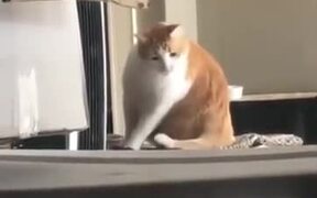 Kitty Isn't Liking The Pokemon Battle Music - Animals - VIDEOTIME.COM