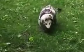 An Opossum And Its Babies! - Animals - VIDEOTIME.COM