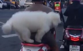 Doggo Riding On A Scooter - Animals - VIDEOTIME.COM