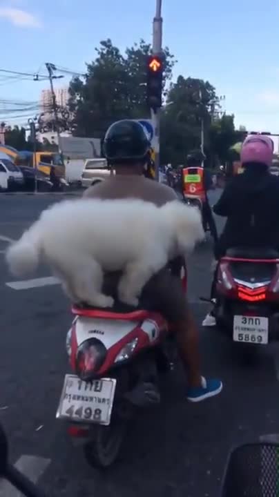 Doggo Riding On A Scooter
