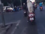 Doggo Riding On A Scooter