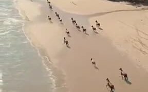 The Beautiful Scenery Of Horses Running - Animals - VIDEOTIME.COM