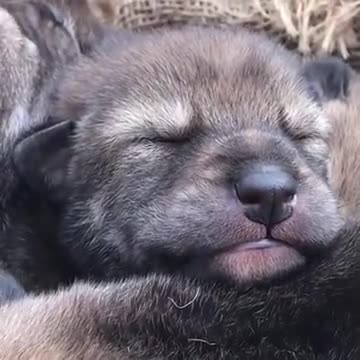 A Beautiful Rare Red Wolf Pup
