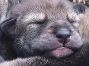 A Beautiful Rare Red Wolf Pup - Animals - Y8.COM