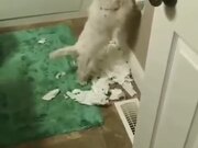 Oh, So That's Where All The Toilet Paper Went