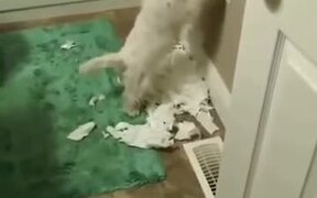 Oh, So That's Where All The Toilet Paper Went - Animals - VIDEOTIME.COM