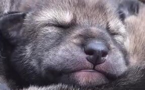 A Beautiful Rare Red Wolf Pup - Animals - Videotime.com