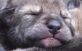A Beautiful Rare Red Wolf Pup - Animals - VIDEOTIME.COM