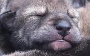 A Beautiful Rare Red Wolf Pup - Animals - VIDEOTIME.COM