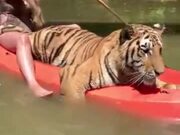 Nothing To Look At, Just A Tiger Out Kayaking