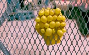 Slow Motion + Water Balloons + Wire Fence = Magic! - Fun - VIDEOTIME.COM