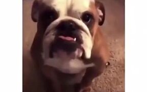 The Way This Dog Nods! - Animals - VIDEOTIME.COM