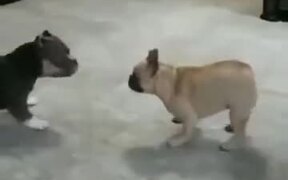 Two Doggos Go For A Dance Off! - Animals - Videotime.com