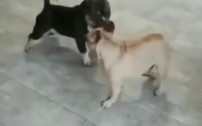 Two Doggos Go For A Dance Off!