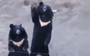 These Bears Are Just Saying Hi! - Animals - VIDEOTIME.COM