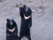 These Bears Are Just Saying Hi!