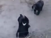 These Bears Are Just Saying Hi!