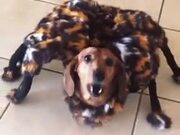 A Cute Doggo With A Spider Costume
