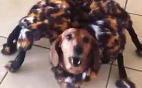 A Cute Doggo With A Spider Costume - Animals - VIDEOTIME.COM