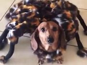 A Cute Doggo With A Spider Costume