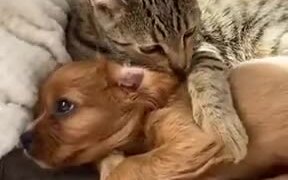 Two Very Unlikely Best Friends - Animals - VIDEOTIME.COM