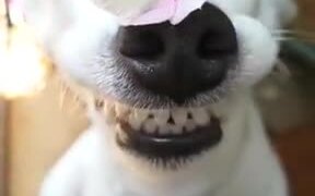 Cute Doggo Lets A Butterfly Stay On Its Nose - Animals - VIDEOTIME.COM