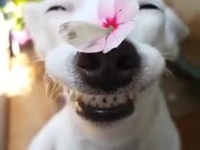 Cute Doggo Lets A Butterfly Stay On Its Nose