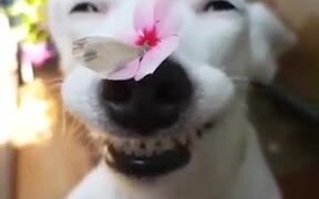 Cute Doggo Lets A Butterfly Stay On Its Nose - Animals - VIDEOTIME.COM