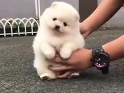 Absolute Floofball Of A Pomeranian Puppy!
