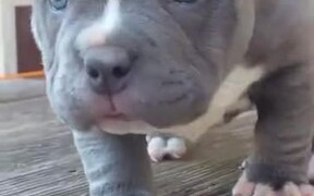 Absolutely Adorable Cute Baby Pitbull - Animals - VIDEOTIME.COM