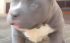 Absolutely Adorable Cute Baby Pitbull - Animals - VIDEOTIME.COM