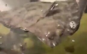 A Bunch Of Flounders Hanging Around - Animals - VIDEOTIME.COM