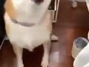 Cute Dog Starts Sneezing Violently
