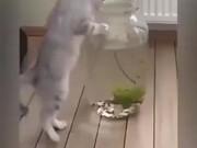 Looks Like Curiosity Does Kill Cats