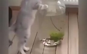 Looks Like Curiosity Does Kill Cats - Animals - VIDEOTIME.COM