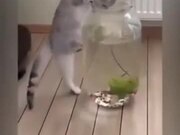 Looks Like Curiosity Does Kill Cats