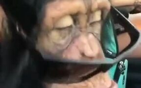 Chimpanzee Is Loving Them Shades! - Animals - VIDEOTIME.COM