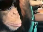 Chimpanzee Is Loving Them Shades!