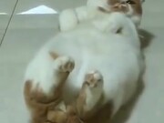 What A Fat And Cute Catto!