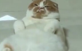 What A Fat And Cute Catto! - Animals - VIDEOTIME.COM