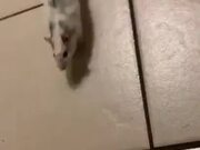 Little Pet Mouse Does A Hippity Hoppity!