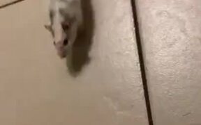 Little Pet Mouse Does A Hippity Hoppity! - Animals - VIDEOTIME.COM
