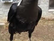 This Crow Can Perfectly Imitate A Human Voice!