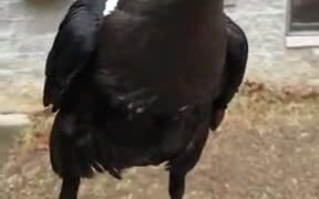 This Crow Can Perfectly Imitate A Human Voice! - Animals - VIDEOTIME.COM