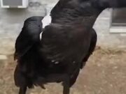 This Crow Can Perfectly Imitate A Human Voice!