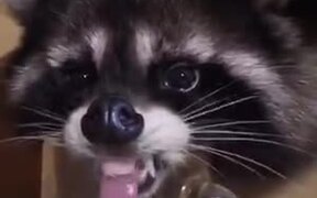 Raccoon Drinking Water - Animals - VIDEOTIME.COM