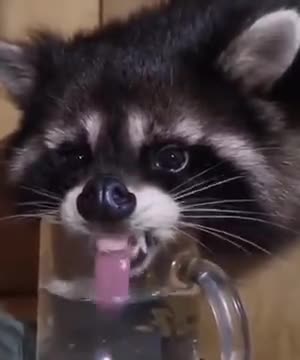 Raccoon Drinking Water