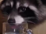 Raccoon Drinking Water